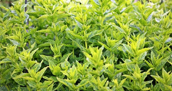 一年生植物が毎年戻ってくるって本当？自播苗の見分け方と成功のコツ