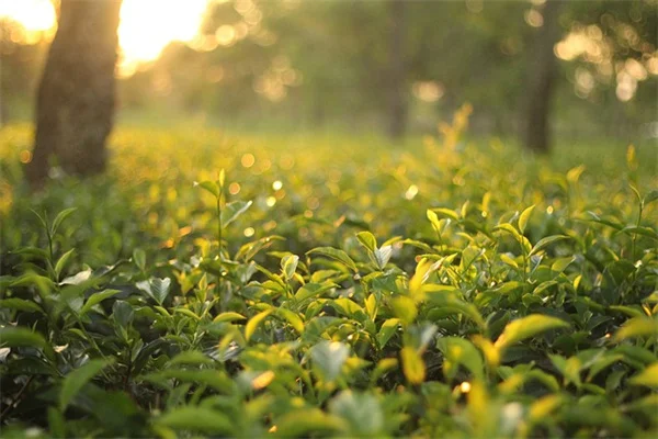 フェネストレーション植物のおすすめ7種｜初心者でも育てやすい穴の開く葉
