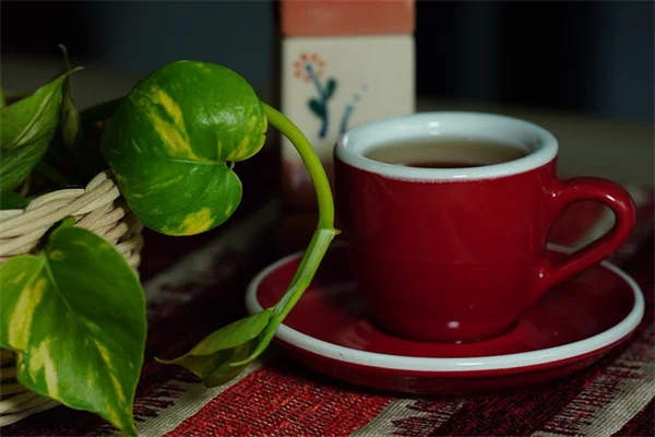 フェネストレーション植物のおすすめ7種｜初心者でも育てやすい穴の開く葉